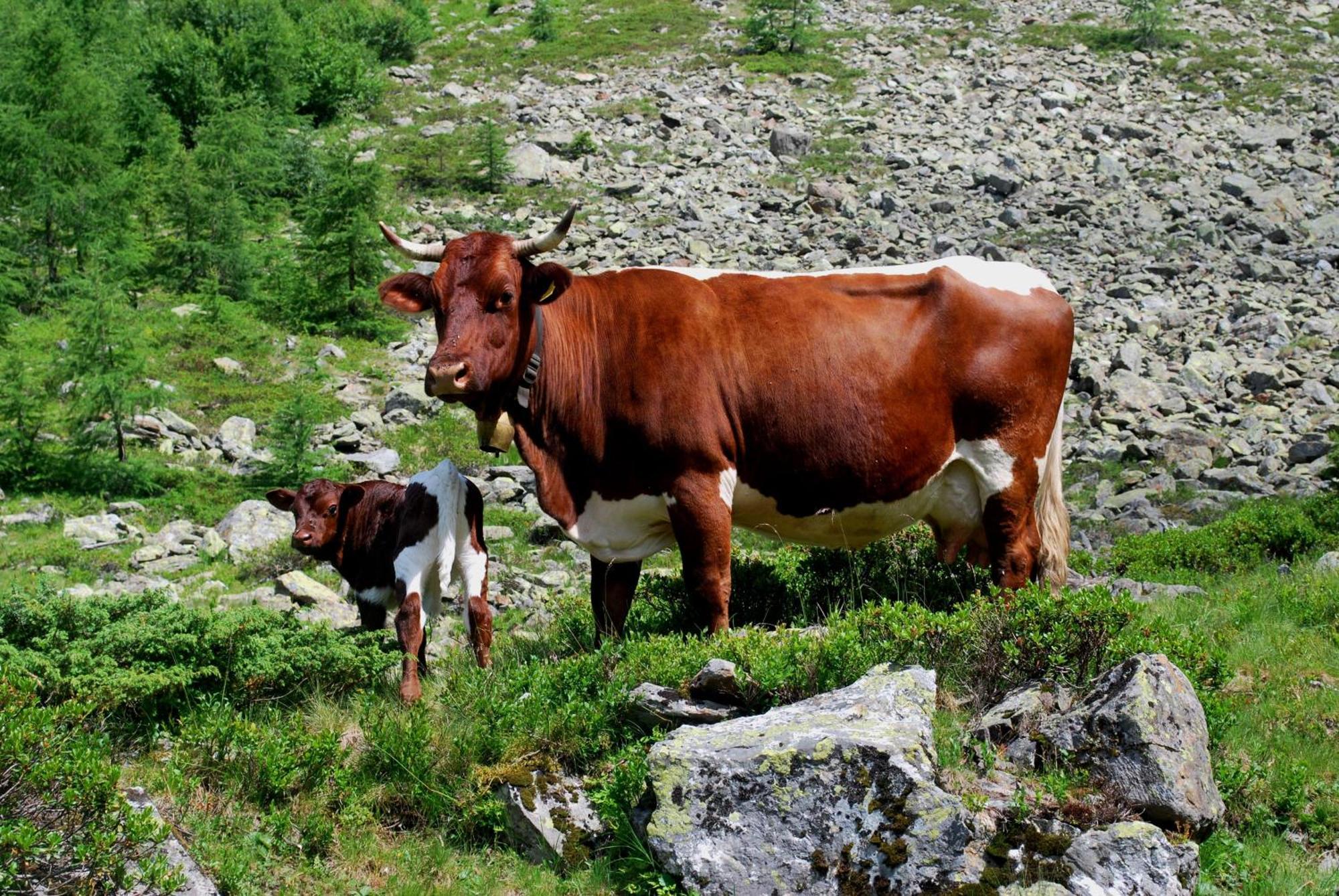 Affittacamere Hinkerhof Schladming Esterno foto